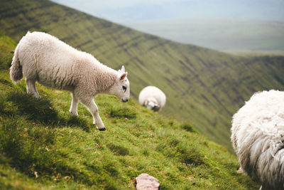 Little lamb on a mountain in wales