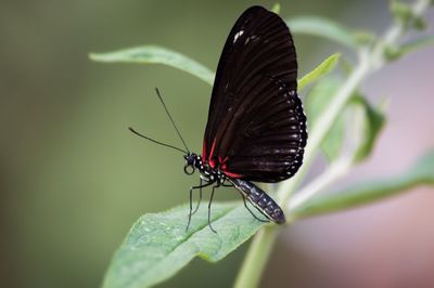 Close-up of butterfly on leaf