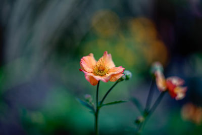 Close-up of flower against blurred background