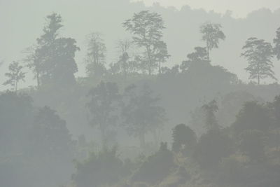 Trees in forest