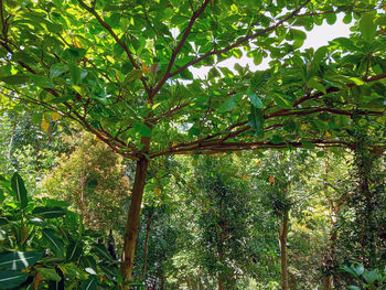 Low angle view of trees in forest