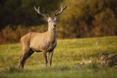 Deer standing on field