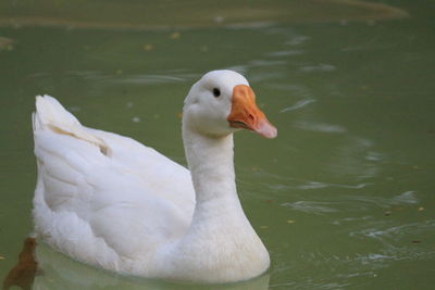 Close-up of swan swimming in lake