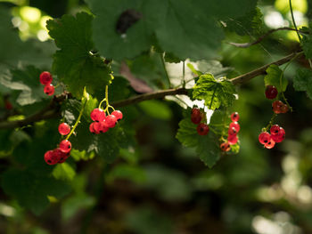 Close-up of red berries growing on tree