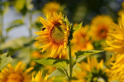 Close-up of honey bee on sunflower