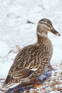 Close-up of a bird on snow