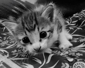 Close-up portrait of kitten