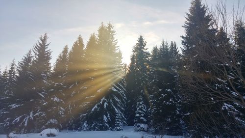 Trees on snow covered landscape against sky