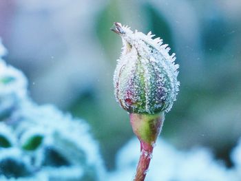 Close-up of frozen bud