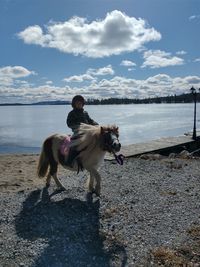 Rear view of dog on beach against sky