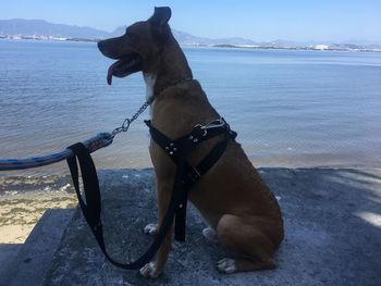 Dog on beach