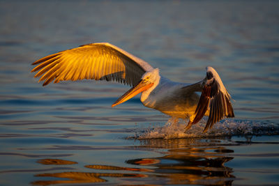 Bird flying over lake