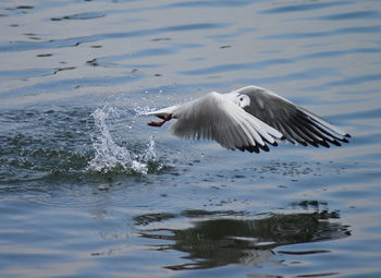 Seagull flying over lake