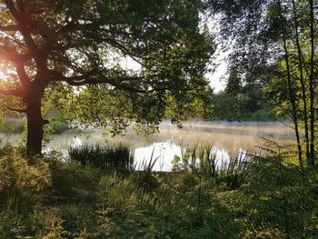 Scenic view of lake in forest