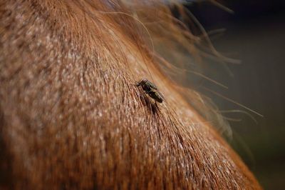 Close-up of housefly on horse