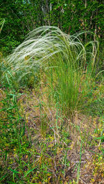 Plants growing on field