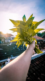 Close-up of hand holding yellow flowering plant against sky