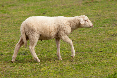 Full length of a sheep on field