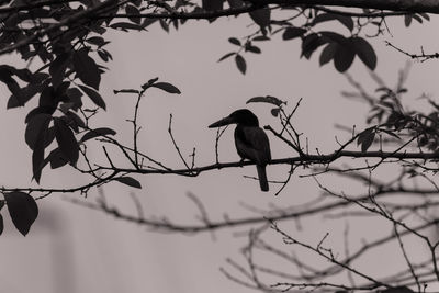 Low angle view of bird perching on branch