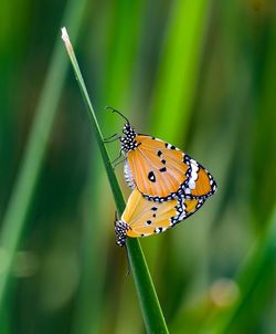 Mating butterfly