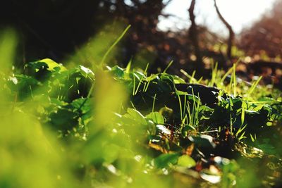 Close-up of fresh green plants