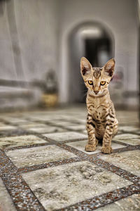 Close-up portrait of tabby cat