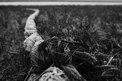 Close-up of damaged tree on field