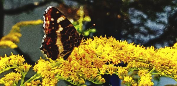 Close-up of yellow flowers on plant