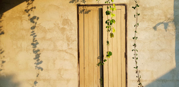 Close-up of ivy on door with wall