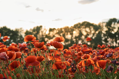 Close-up of poppies on field against sky