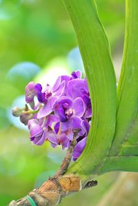 Close-up of purple iris flower