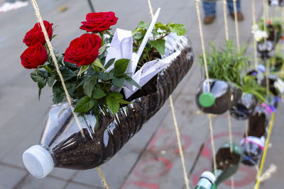 High angle view of red roses growing in plastic bottle