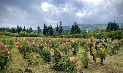 Scenic view of flowering plants on land against sky