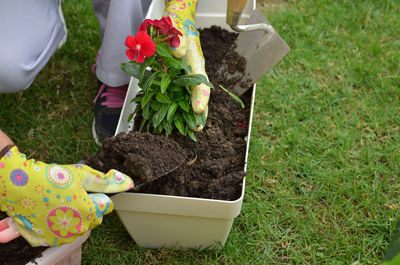 High angle view of woman holding flower pot