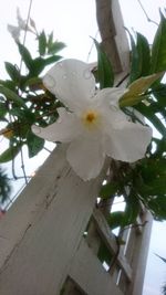 Low angle view of white flowering plant