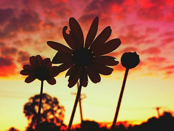 Low angle view of flowers against sky at sunset