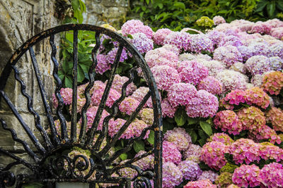 Wrought iron garden gate with pink hydrangeas