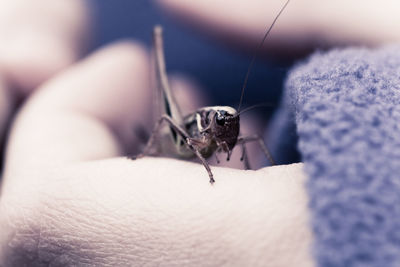 Close-up of grasshopper on hand