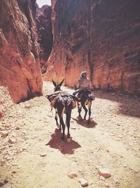 Full length of man riding donkey in desert