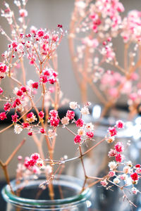Gypsophila or baby's breath flowers beautiful pink flower blooming with soft light. selective 