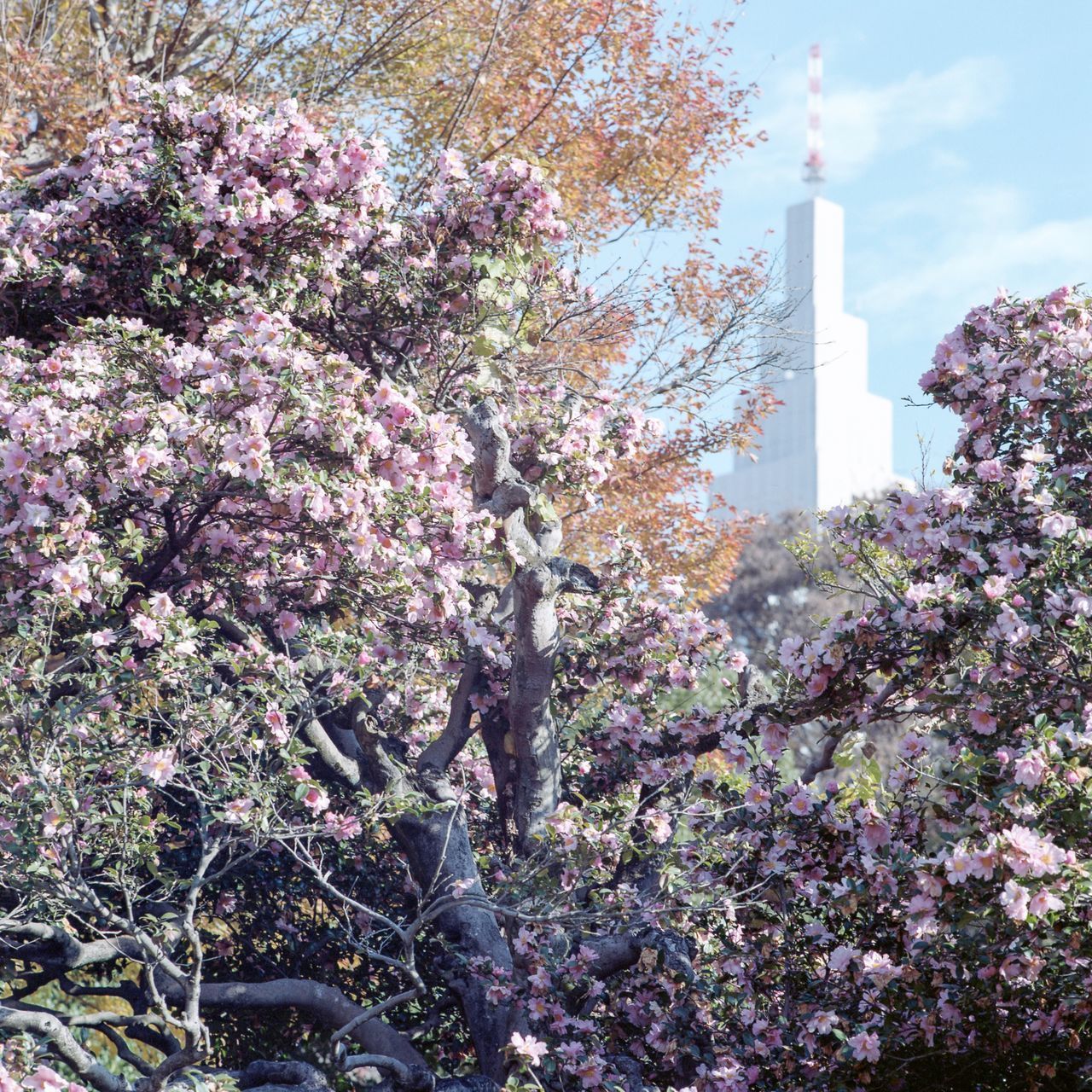 CHERRY BLOSSOM TREE AGAINST BUILDING AND PLANTS