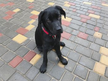 Portrait of black dog sitting on footpath