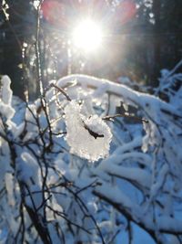 Sun shining through frozen branches during winter