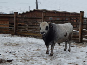 Horse standing in snow