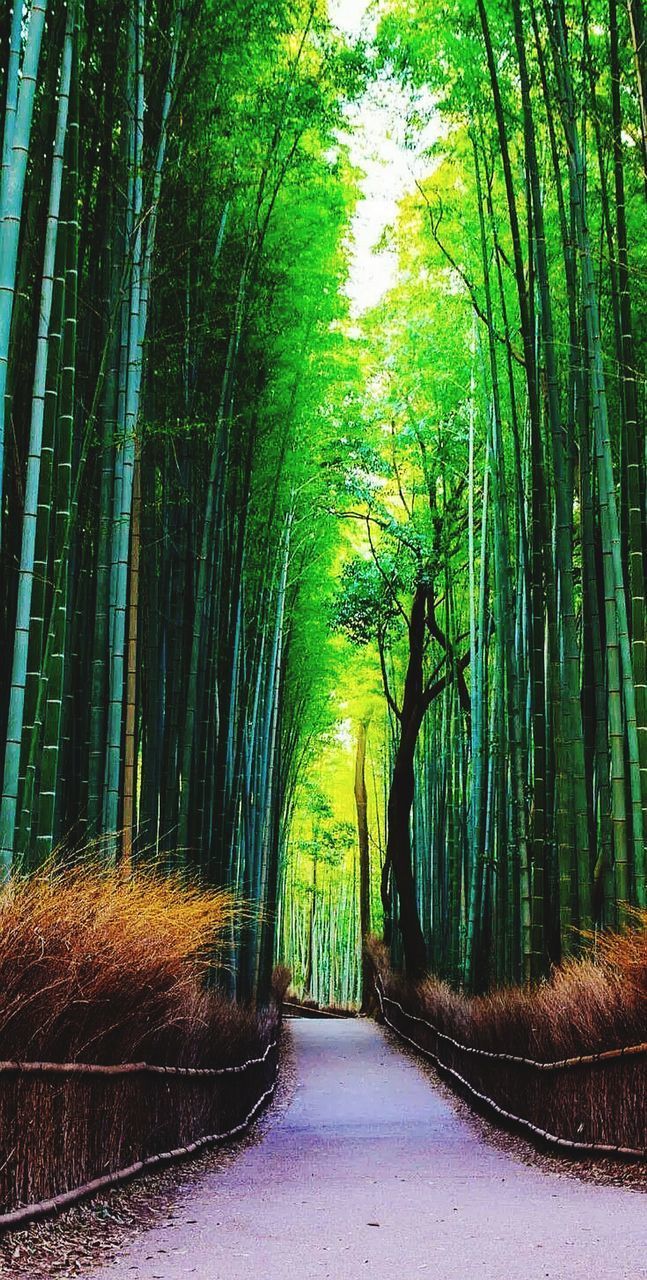 TREES GROWING ON FOOTPATH IN FOREST