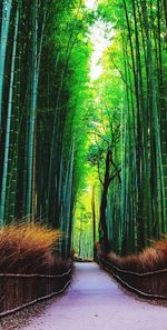 Footpath amidst trees in forest