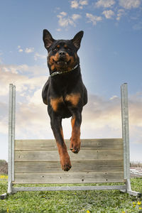 Dog standing on field