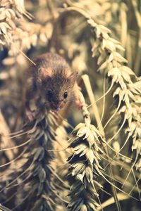 Close-up of an animal