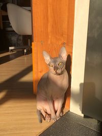 Portrait of a cat sitting on floor