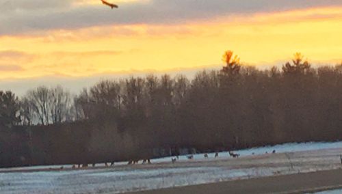 Trees on field against sky during sunset